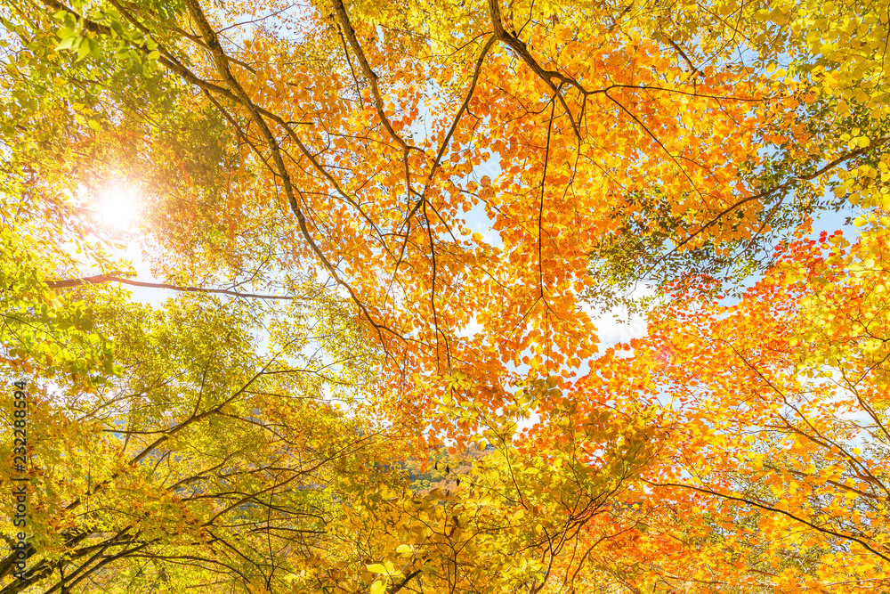 鮮やかな紅葉の木