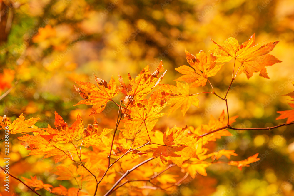 鮮やかな紅葉の木