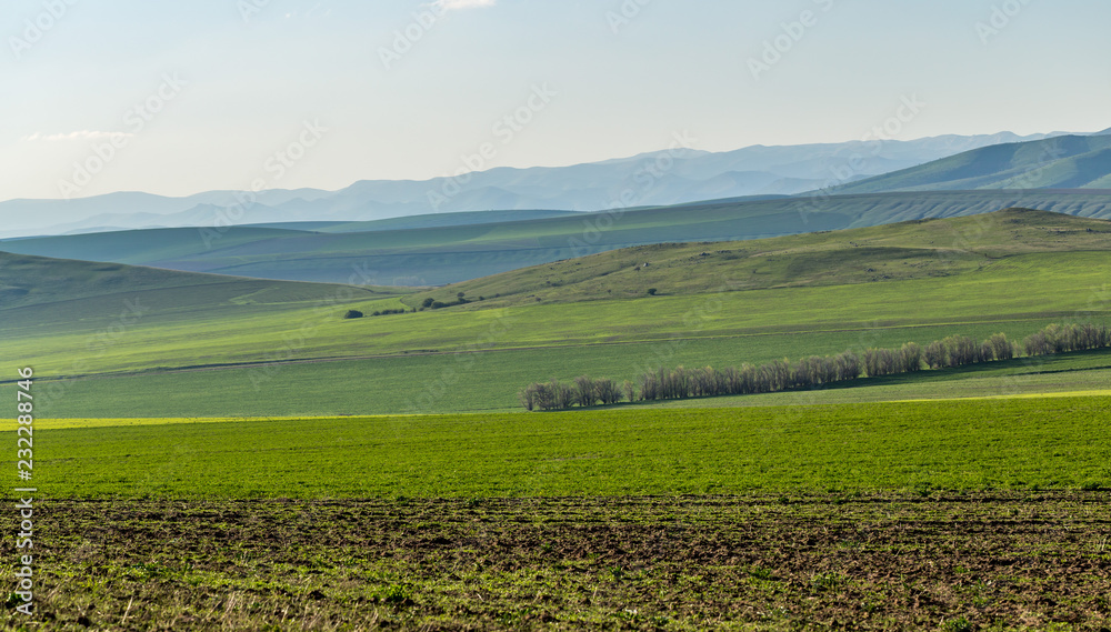 wheat fields in a hilly area