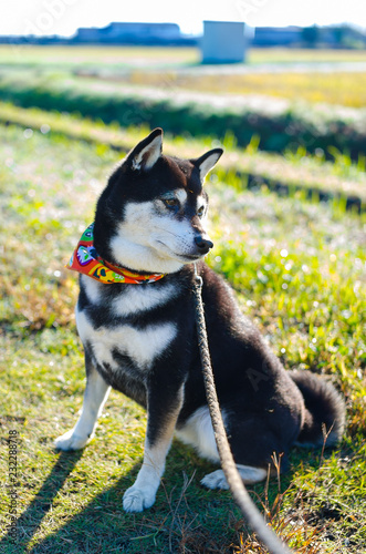 芝犬と朝の散歩