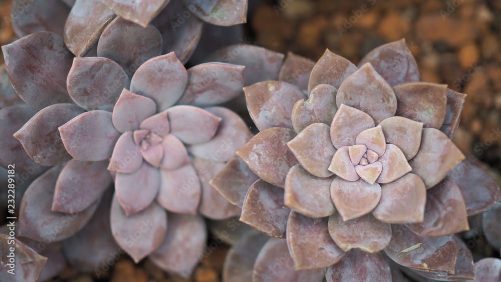 Rosette rosettes of graptopetalum pentandrum superbum. Violet Graptopetalum flowers. Rosette rosettes of graptopetalum pentandrum superbum. Violet Graptopetalum flowers.
