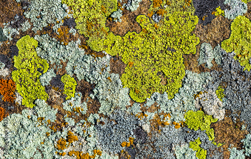 Color lichen on stone top view photo