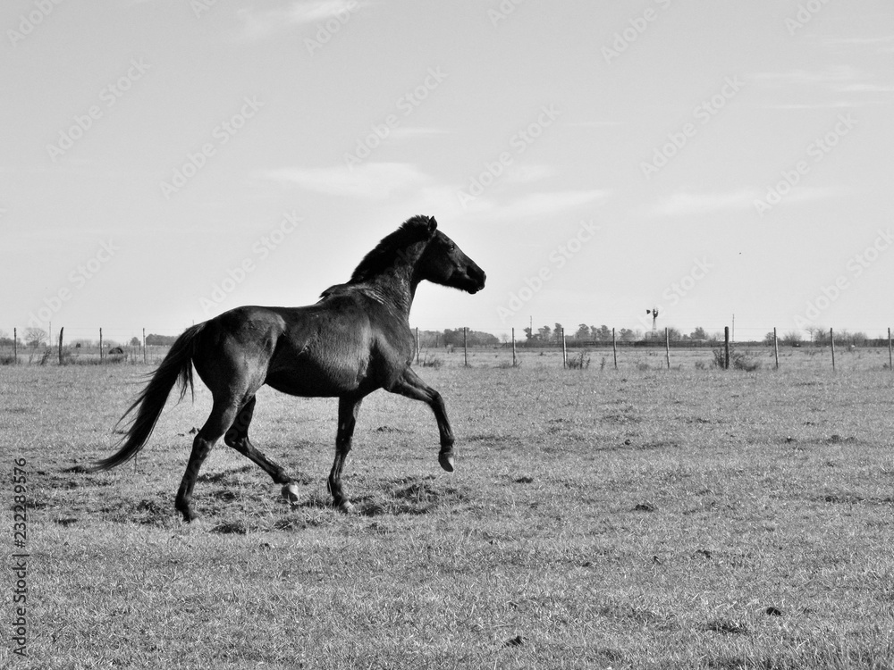 Horses Horses