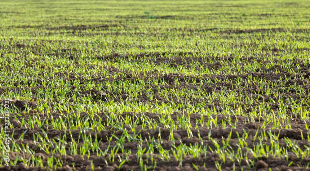 Young wheat germ in the field Young wheat germ in the field