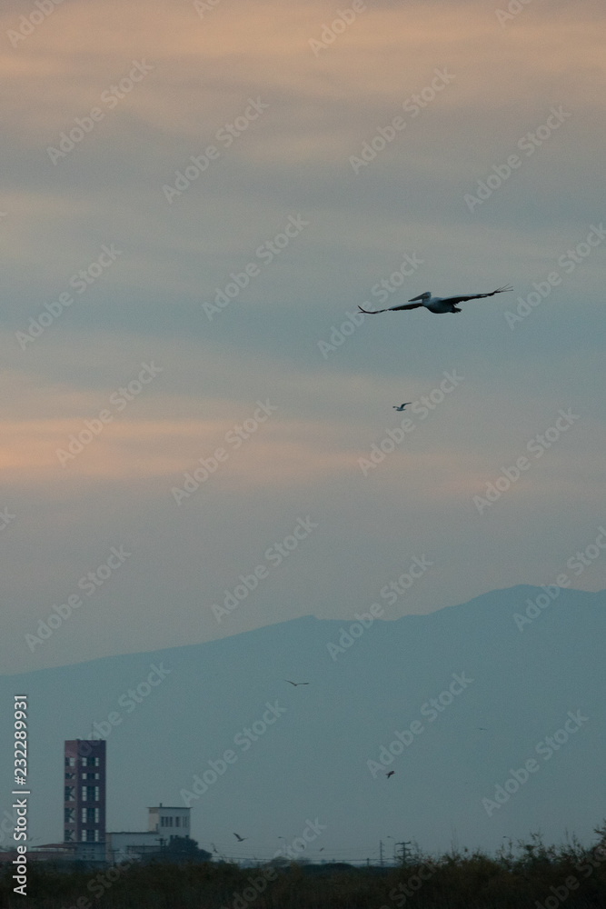 Pelican with spread wings flying in the sky during the colorful blue hour after sunset in Porto Lagos, Rodopi, Greece Pelican with spread wings flying in the sky during the colorful blue hour after sunset in Porto Lagos, Rodopi, Greece