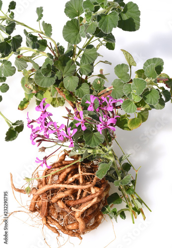 Fototapeta Naklejka Na Ścianę i Meble -  Umckaloabo, Pelargonium, reniforme, Wurzel