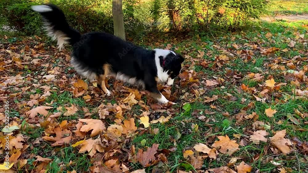 Slow motion - Dog is digging ground with grass. Happy Aussie dog walking at forest or park an autumn sunny day. Australian shepherd puppy 10 months old. Cute dog enjoy playing outdoors.