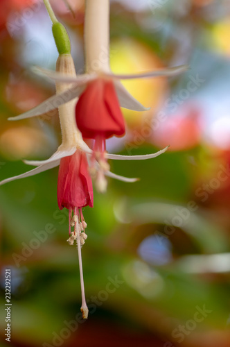 Fuchsia hybrida celia smedley white red flowering plant, group of beautiful ornamental pot flowers in bloom © Iva
