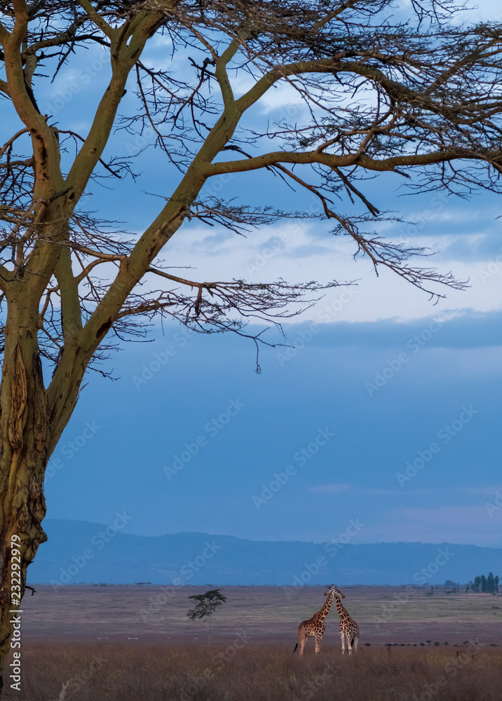 Foto two lovely giraffes under trees