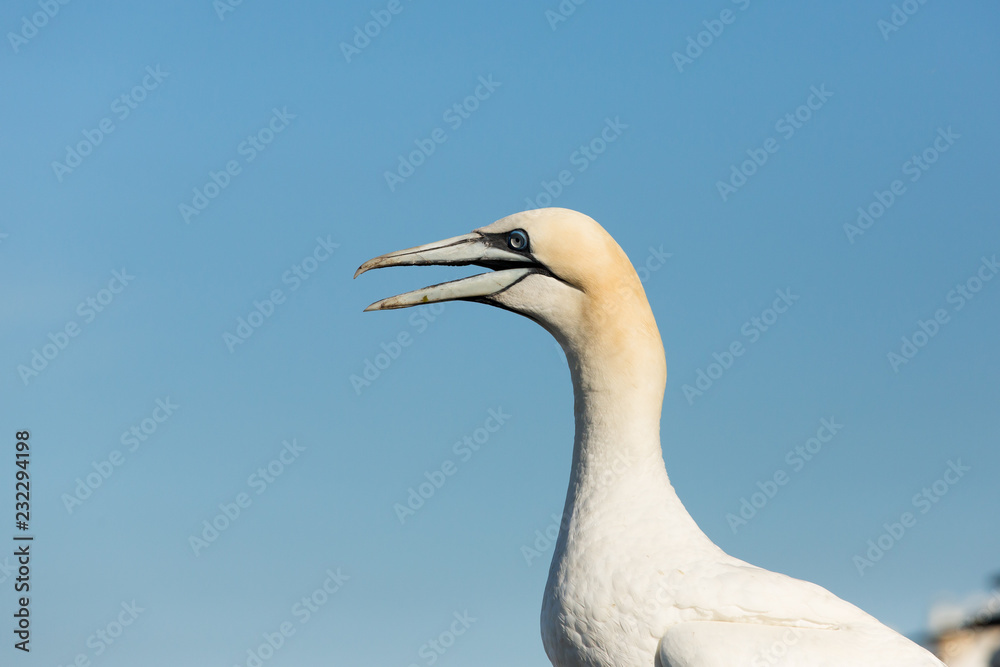 Fototapeta premium Northern Gannet (Morus bassanus) calling at colony on bass rock at nesting sites, Bass Rock, Scotland, United Kingdom