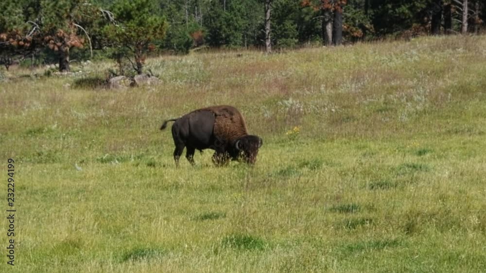 American Bison grazing in a field at Custer State Park, South Dakota. Camera handheld. American Bison grazing in a field at Custer State Park, South Dakota. Camera handheld.