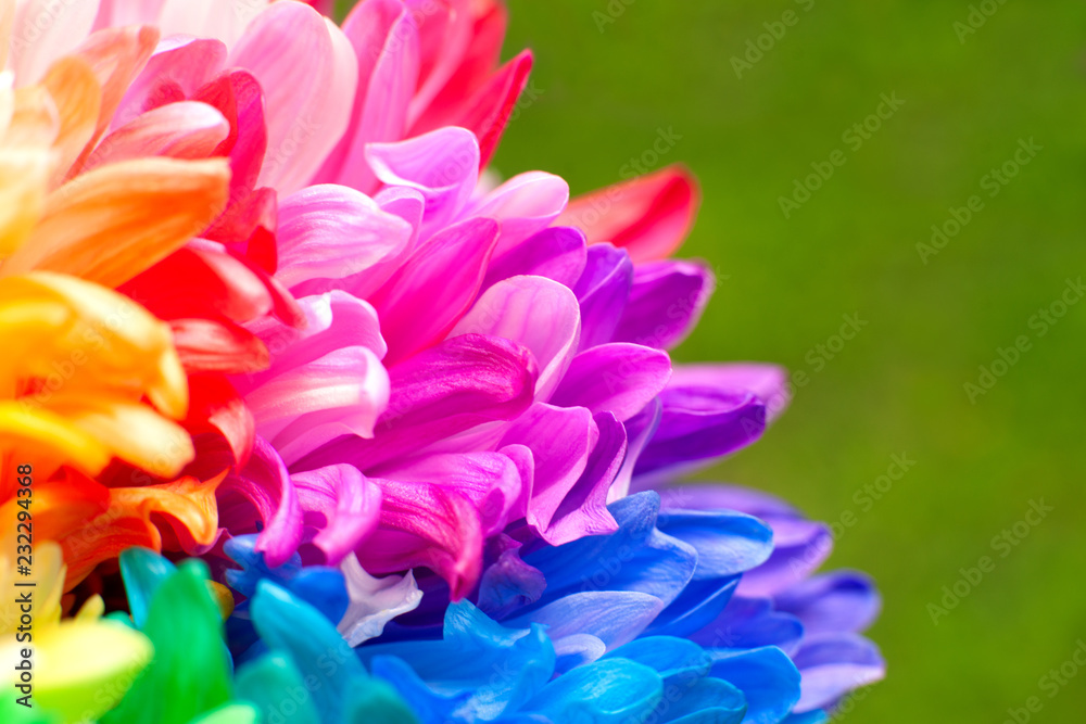  Petals of a multi-colored chrysanthemum. Macro. Chrysanthemum flower close-up on a green background. Chrysanthemum in spring and summer on the background of grass.