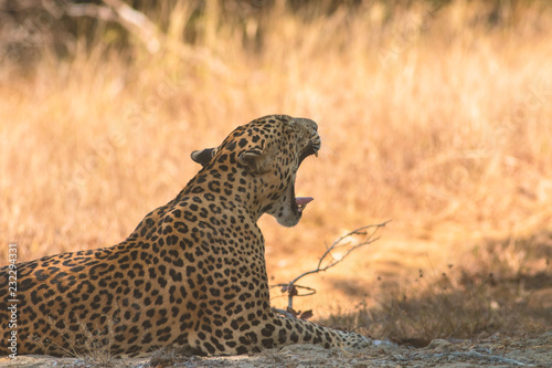 Resting leopard yawns