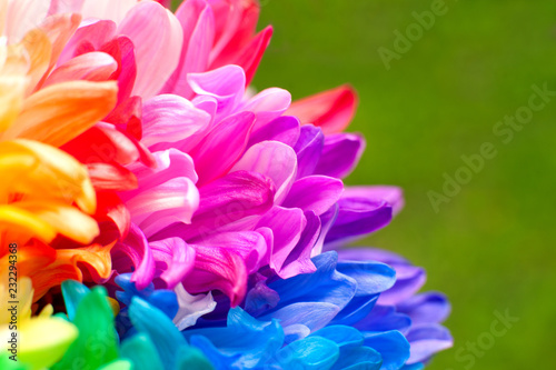  Petals of a multi-colored chrysanthemum. Macro. Chrysanthemum flower close-up on a green background. Chrysanthemum in spring and summer on the background of grass.