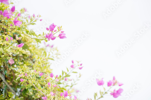  Background of small pink flowers.