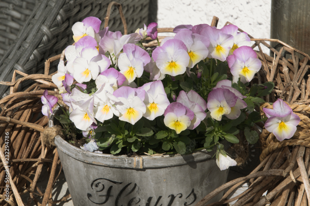 Potted pansies on garden table