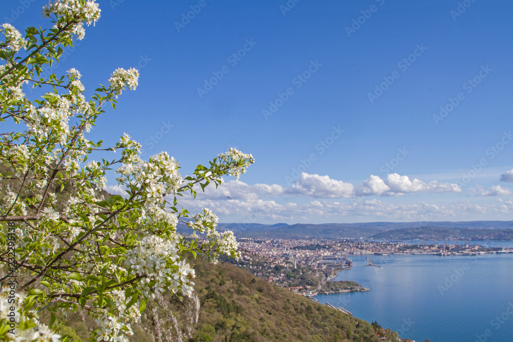 Blick auf Triest