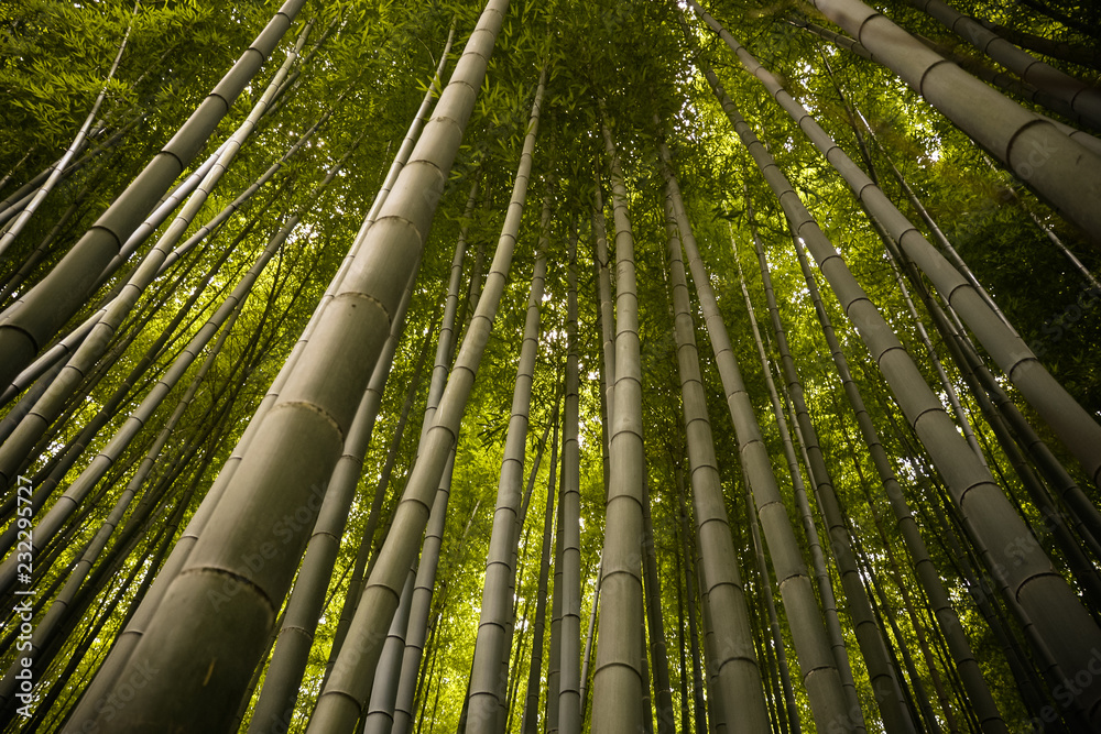 Beautiful, green Arashiyama bamboo forest in Kyoto, Japan
