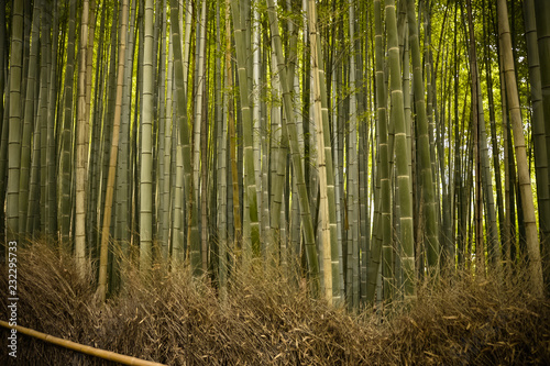 Beautiful  green Arashiyama bamboo forest in Kyoto  Japan