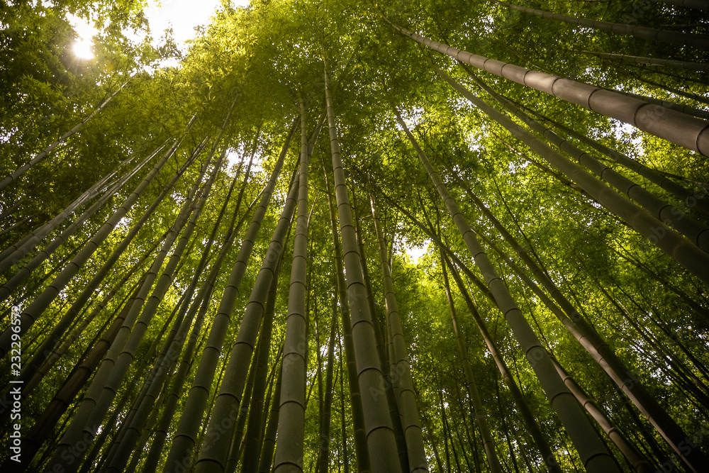 Beautiful, green Arashiyama bamboo forest in Kyoto, Japan Beautiful, green Arashiyama bamboo forest in Kyoto, Japan