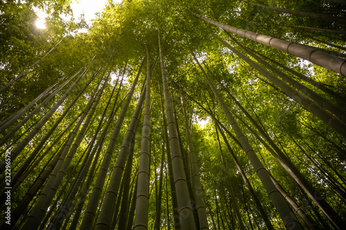 Beautiful, green Arashiyama bamboo forest in Kyoto, Japan