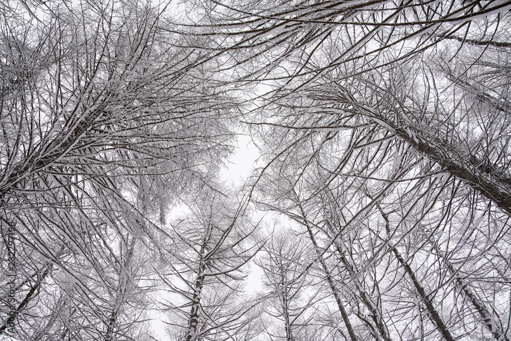 view to top of fir trees covered with snow in beautiful winter forest, almost black and white view to top of fir trees covered with snow in beautiful winter forest, almost black and white