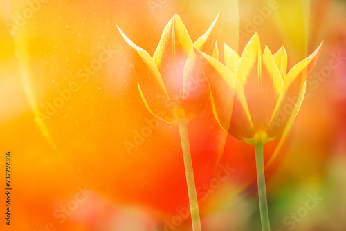 Bright tulips in full blooming sunny spring.Beautiful flower background. photo