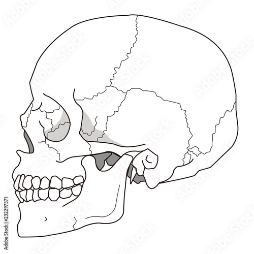 頭蓋骨（側頭部）｜ The temporal region of the skull