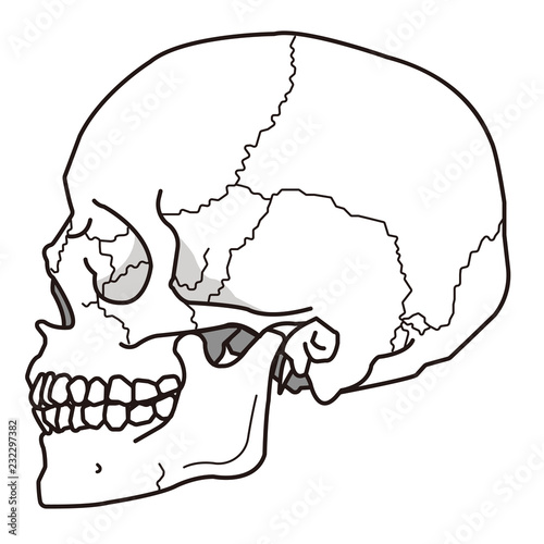 頭蓋骨（側頭部）｜ The temporal region of the skull