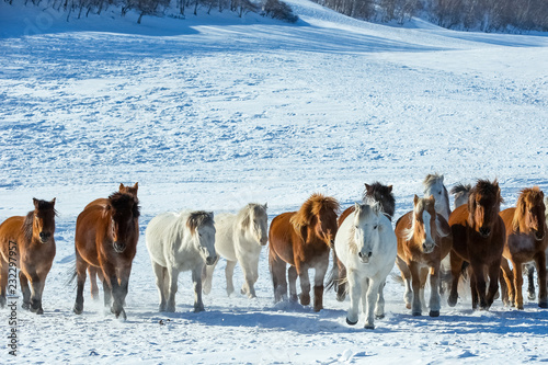 Bashang of Inner Mongolia horse farm horses photo
