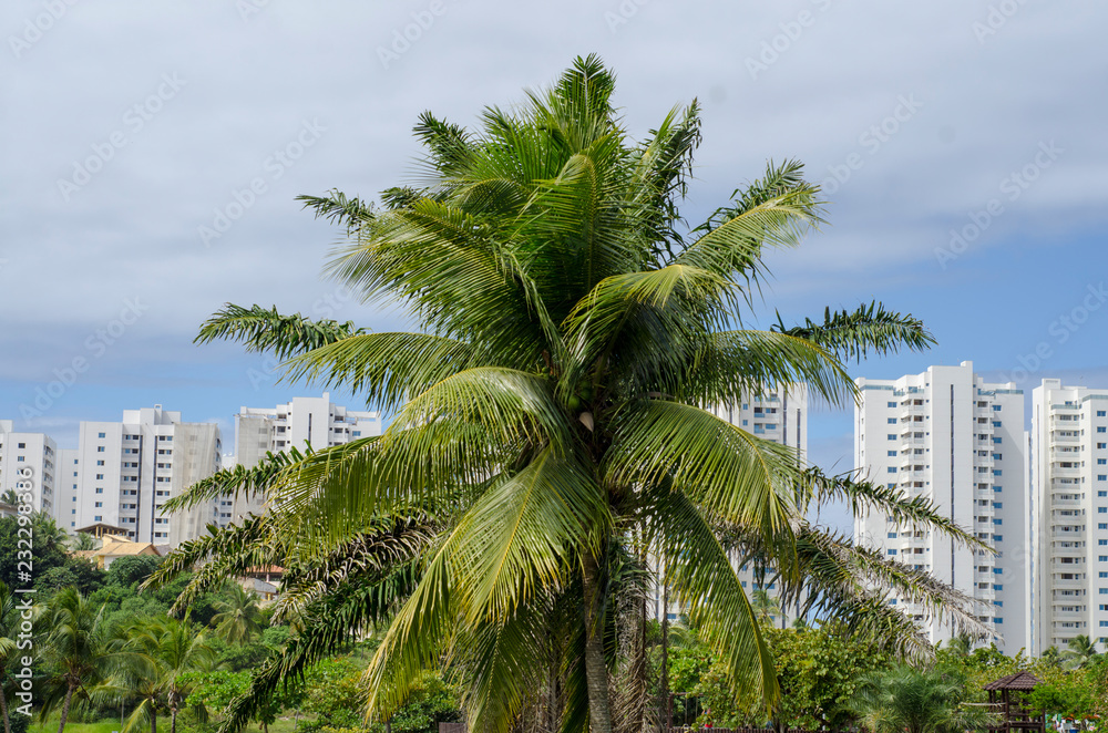 Fototapeta premium parque pituaçu com um olhar de paz