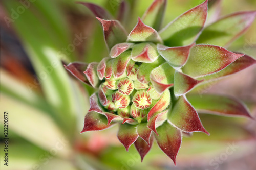 Stone rose photo