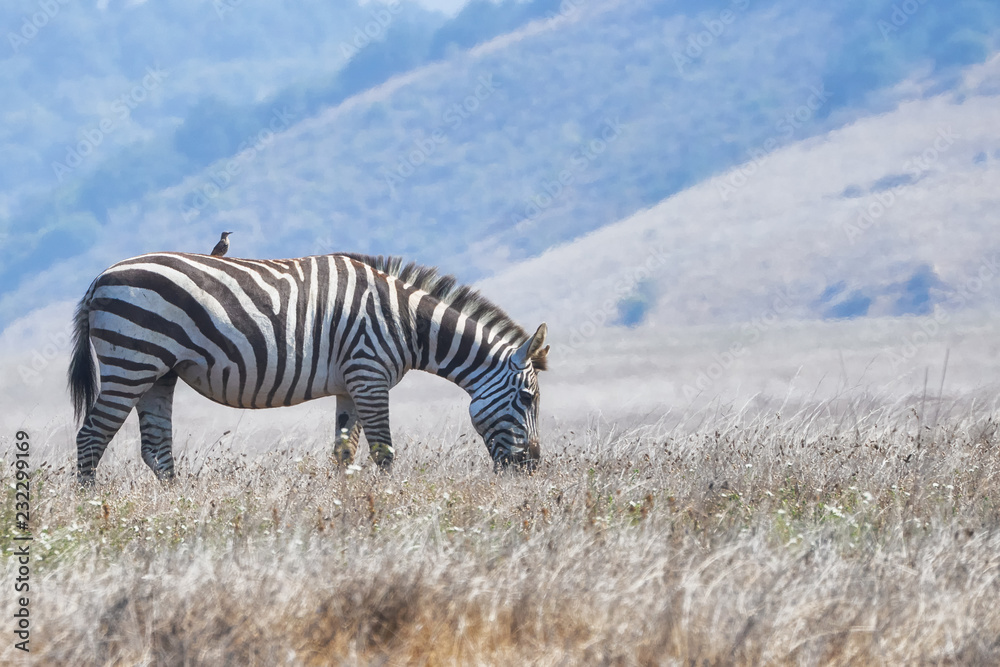 Naklejka premium Zebra with Bird