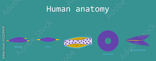 Types of Muscle Tissue of Human Body Diagram including cardiac skeletal smooth with example of heart digestive system along with involuntary voluntary control for medical science education