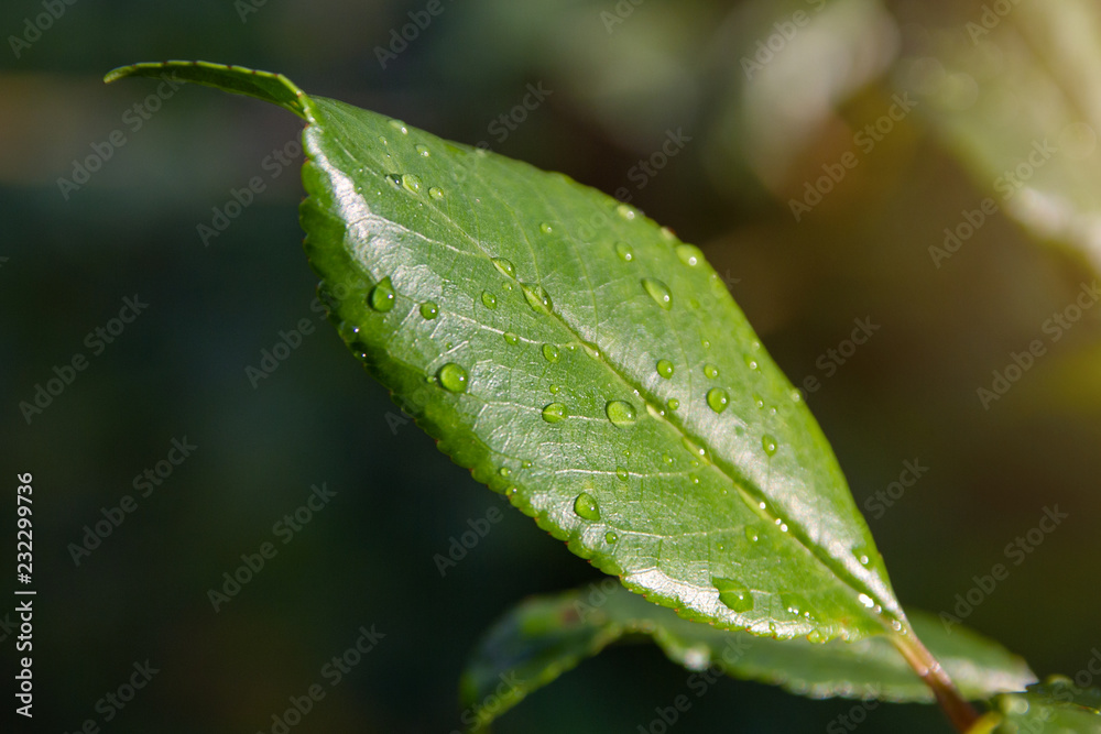 dew on the grass.. green leaf with water drops dew on the grass.. green leaf with water drops