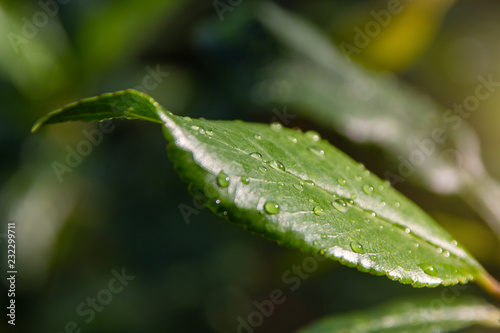 water drops on green leaf. dew on the grass.