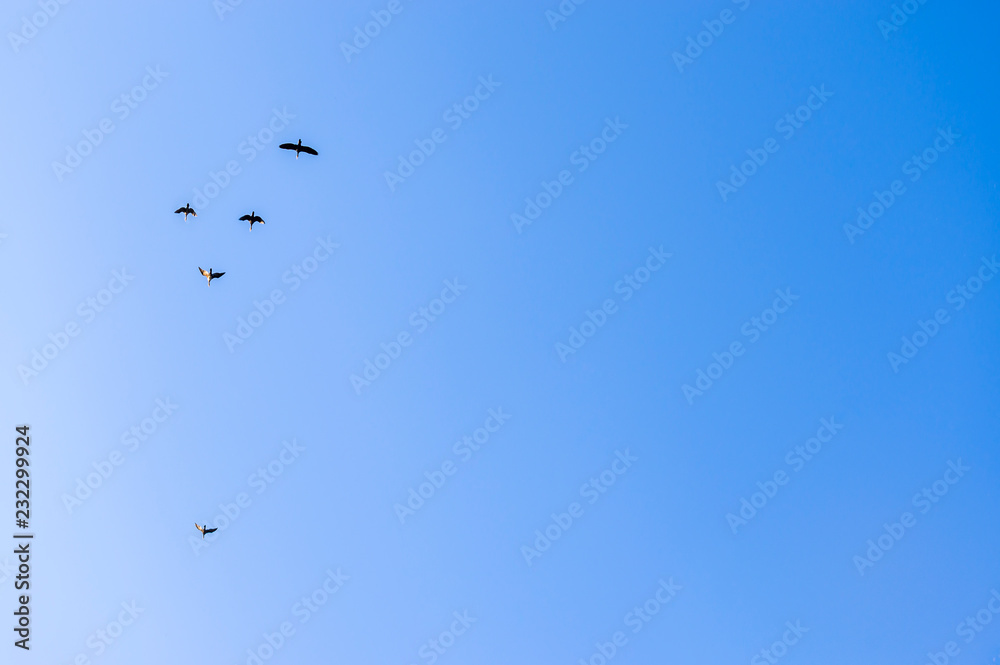 Kormorane im Flug  vor blauem Himmel, Cormorants in flight in front of blue sky