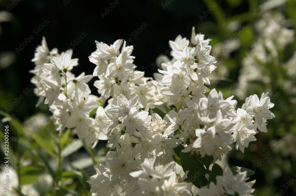 Spring blossom in Swiss garden hedge, Walenstadt Spring blossom in Swiss garden hedge, Walenstadt