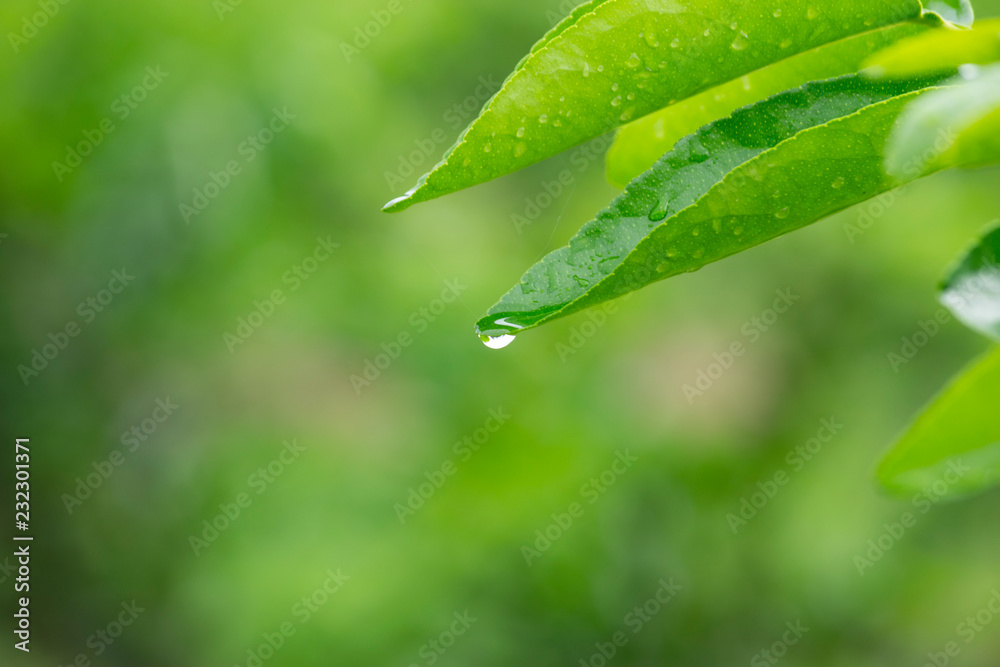 Fototapeta premium Lime Farm Morning Dew