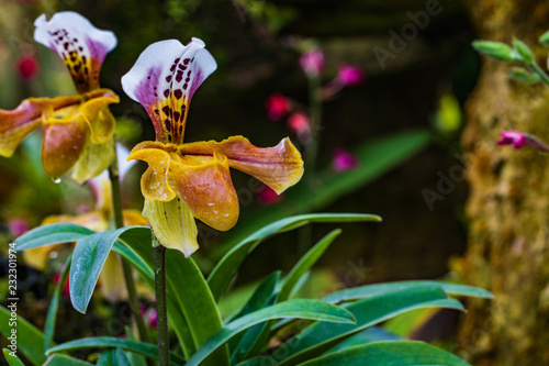 Paphiopedilum, (Lady'slipper), beautiful wild-orchid in rainseason. photo