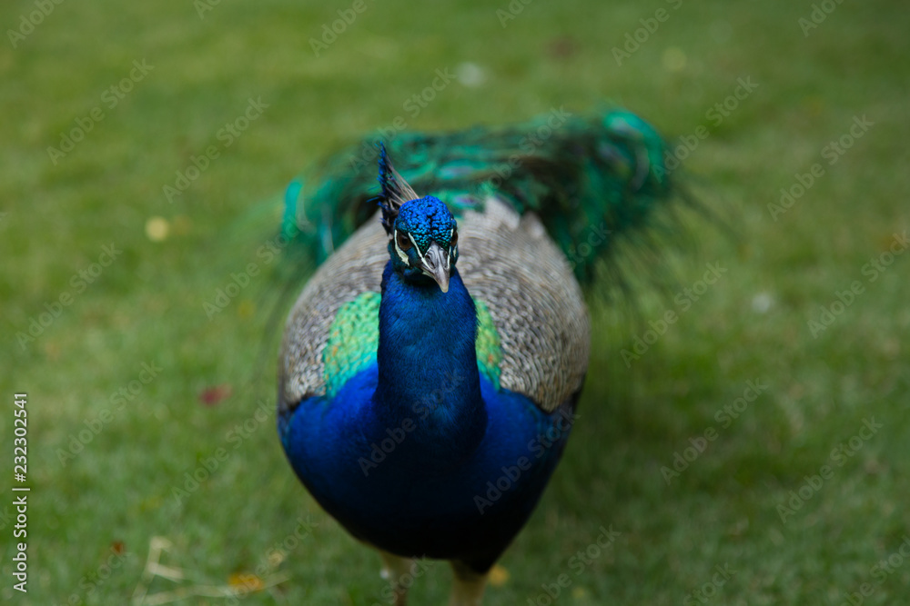 Fototapeta premium Peacock