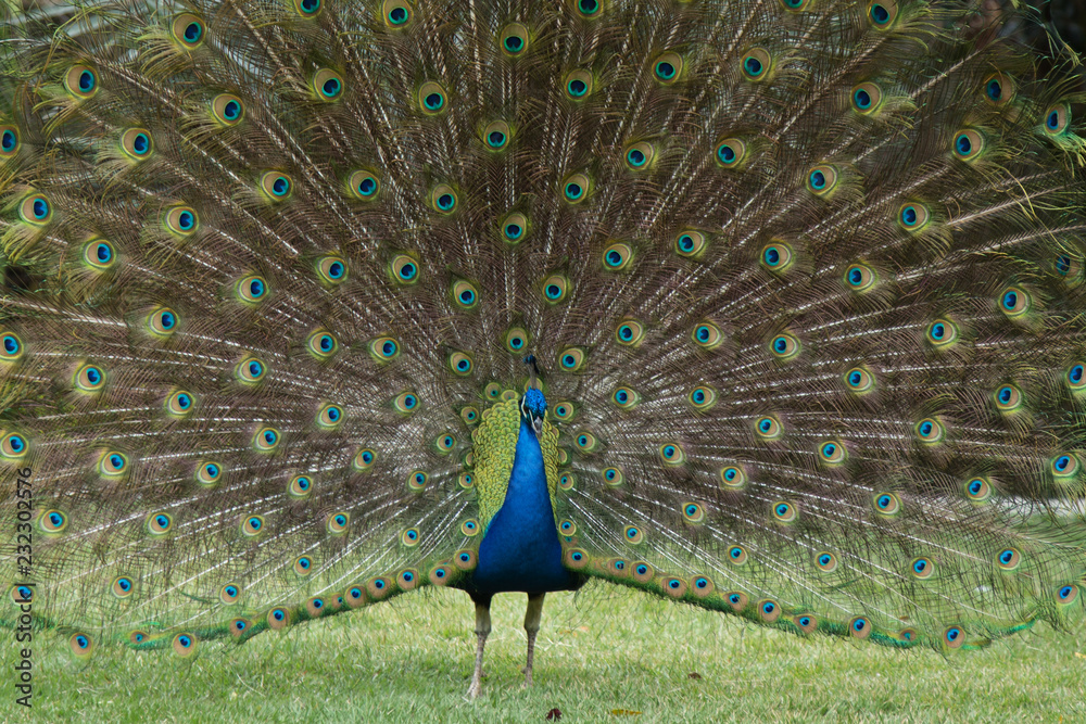 Obraz premium Peacock