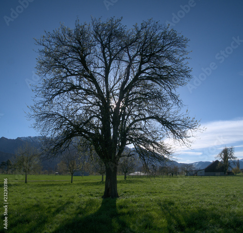 Isolated pear tree on valley floor in Spring  Walenstadt in Switzerland