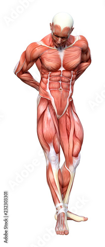 3D Rendering Male Anatomy Figure on White