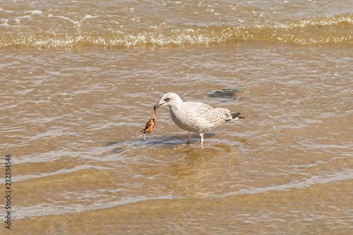 Eurpoean herring gull (Larus argentatus) Juvenile with crab, foraging for food, Musselbrugh United Kingdom photo