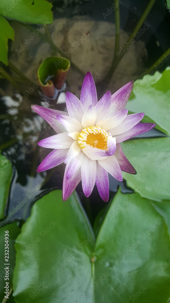 lotus in the water