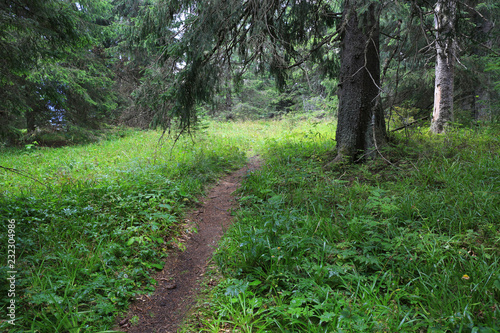 pathway in green forest