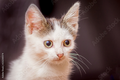 A white kitten with big eyes on a dark blurry background_