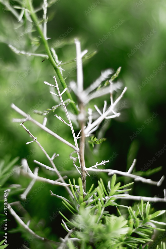 Close up small dry branches and green leaves