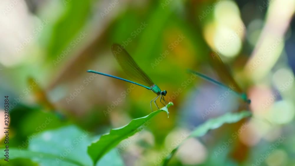 Focus Focal on dragonfly in rainforest.